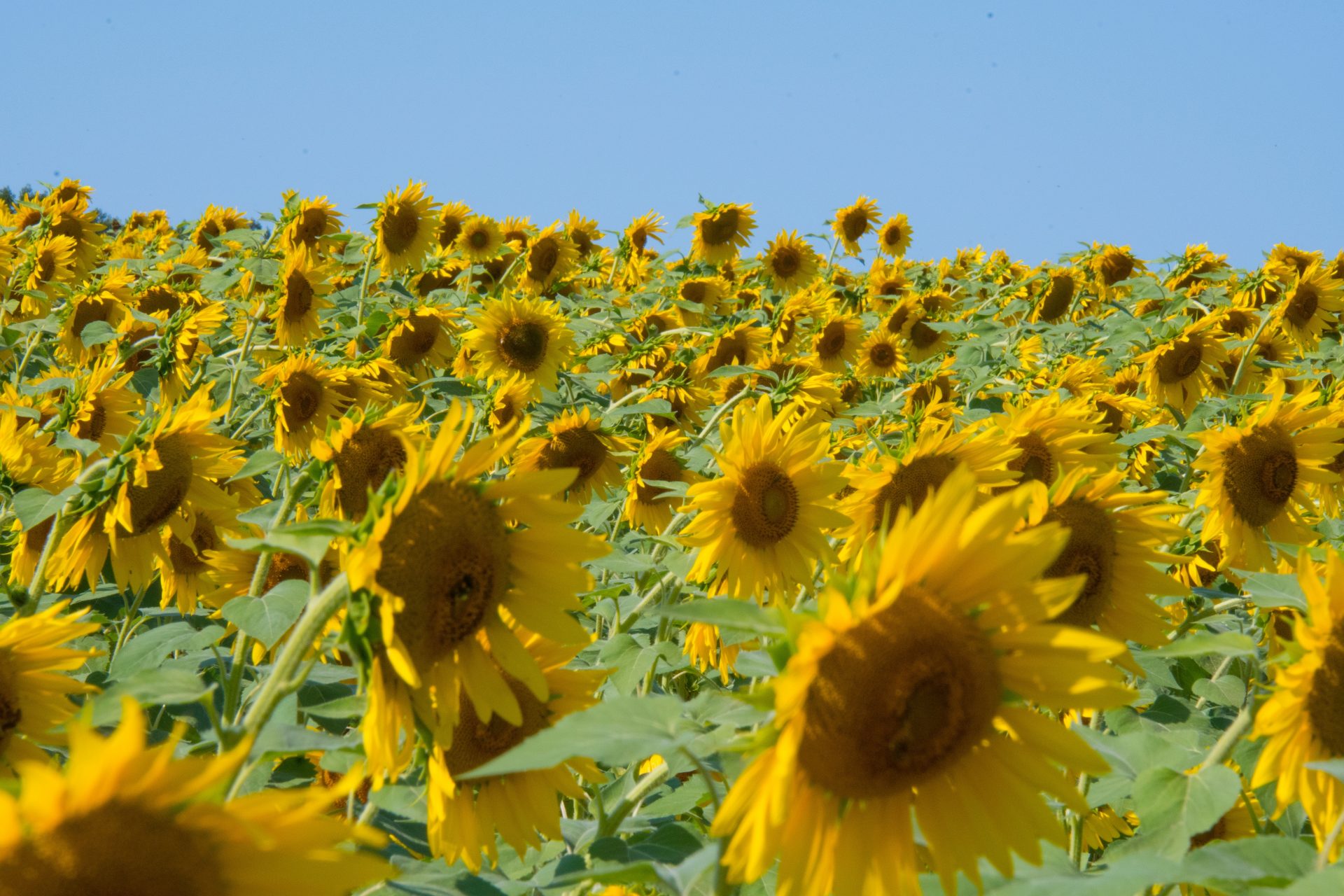 Sunflower Oil High Oleic Staff Of Life Bakery And Farms   Pexels David Dibert 635507 1920x1280 