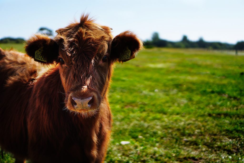 pasture-raised-beef-staff-of-life-bakery-and-farms